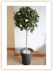 Bay Tree with Roses